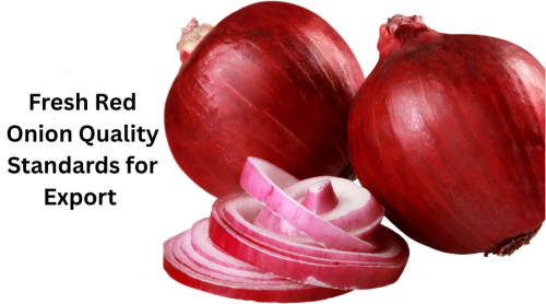 Fresh Red Onion Quality Standards for Export