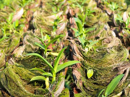 Advancements in Modern Plant Nursery and Cultivation Techniques