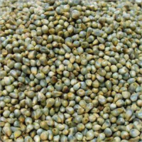 Trusted pearl millet bulk sale premium bajra export ready packaging
