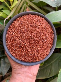 Bulk supply finger millet premium quality ragi wholesale export ready packaging