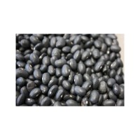 Affordable Black Kidney Beans offered for wholesalers and distributors