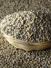 Top export pearl millet wholesale bulk order premium grains delivery