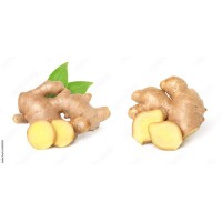 Fresh ginger available at competitive wholesale rates for global distributors
