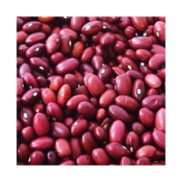 Reliable red kidney bean wholesale bulk supply premium pulses delivery