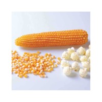 High quality yellow corn supplied at factory direct price with fast delivery