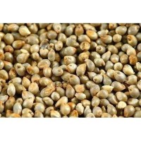 Affordable pearl millet bulk sale high grade bajra factory direct supply