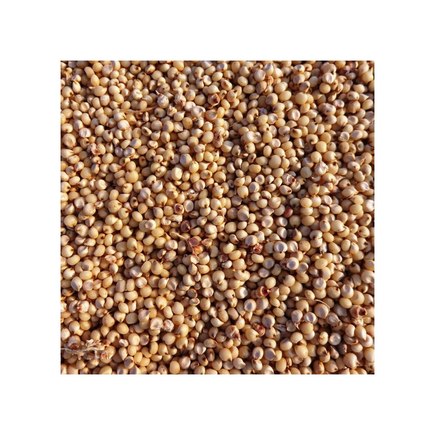 Sorghum grains wholesale bulk stock for human consumption and animal feed