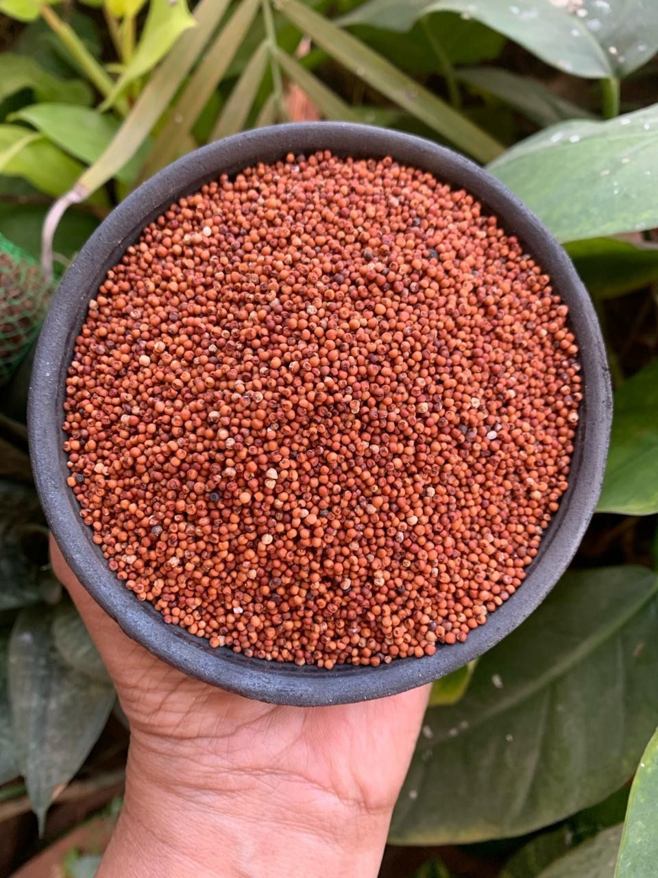 Top export finger millet wholesale bulk order premium grains delivery