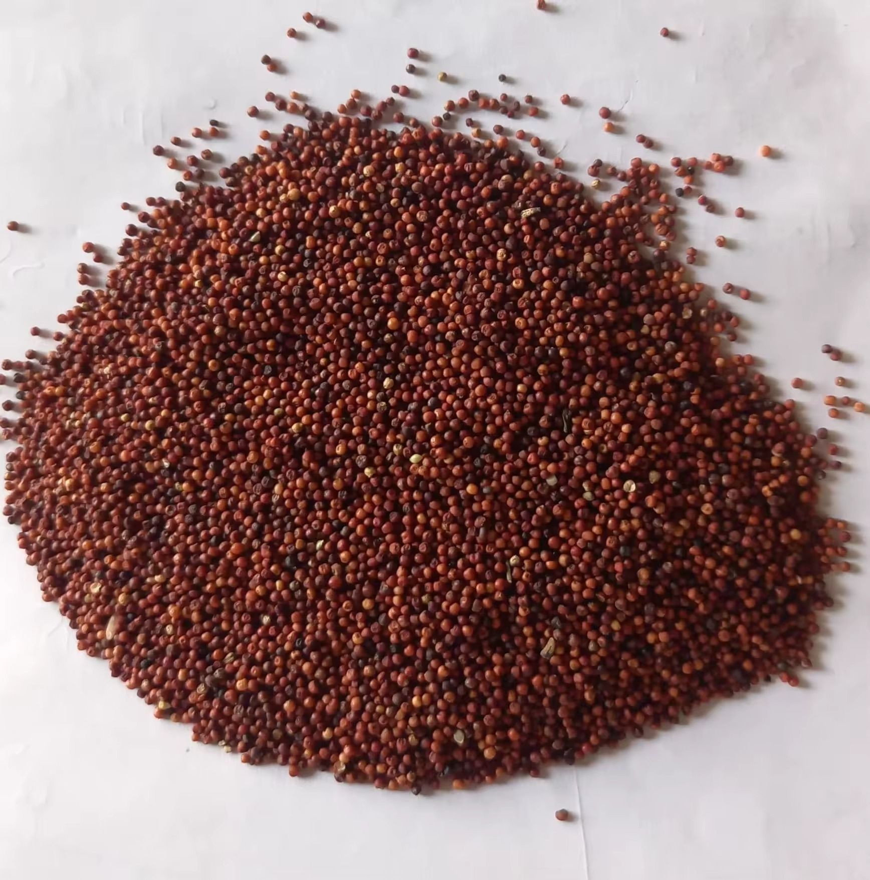 Premium finger millet bulk supply high quality grains export quality