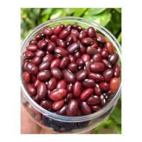 Red Kidney Bean wholesale cheap price bulk supply export grade