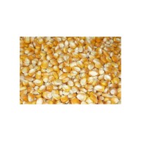 Reliable yellow corn supplied for export and wide scale bulk distribution