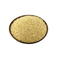 Wholesale sorghum grains bulk supply ready for global export