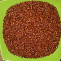 Clean finger millet bulk sale high quality millet wholesale distribution