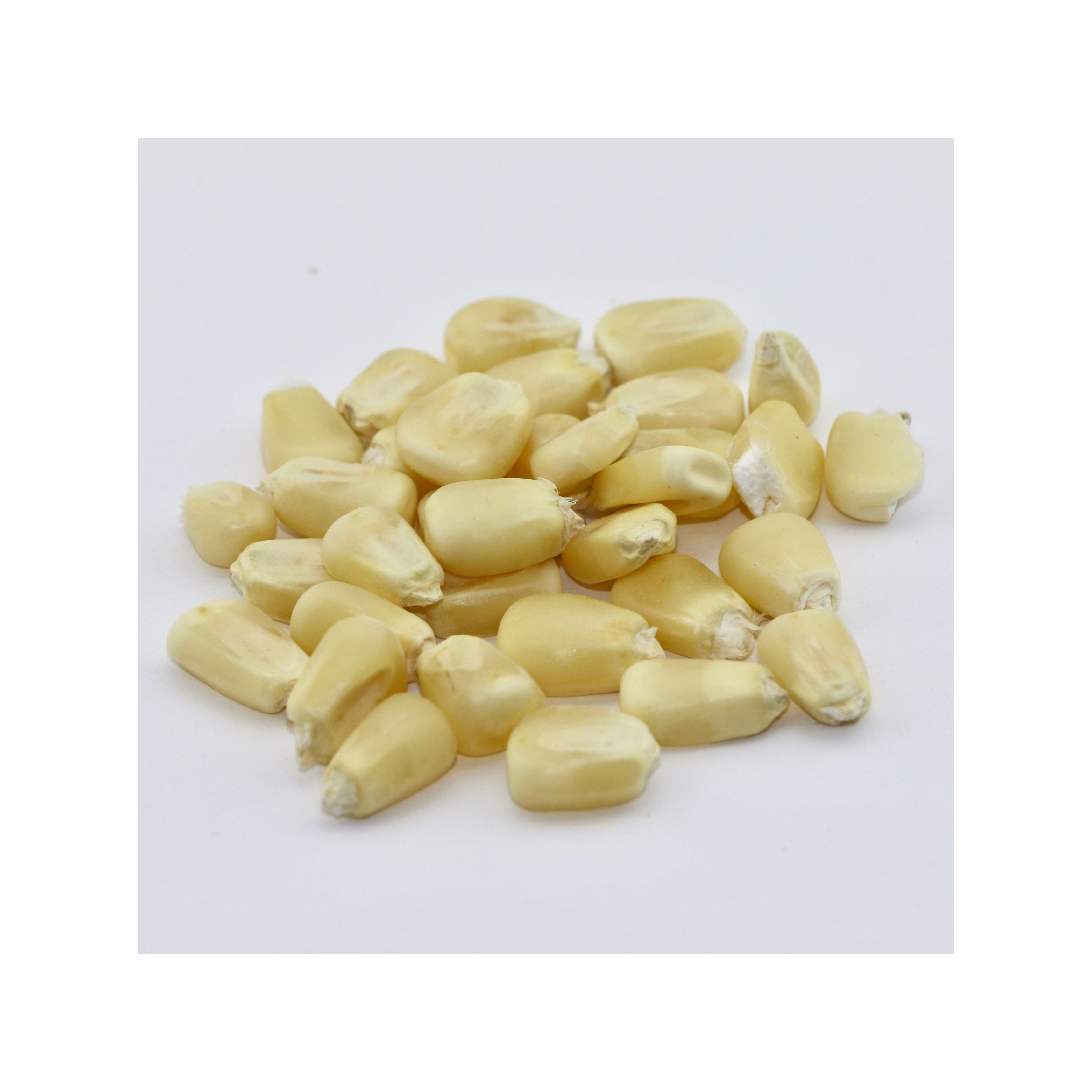 Factory price white corn wholesale clean dried maize bulk export quality