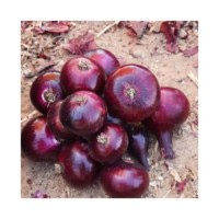 Fresh Onion Red onion / Gold onion High quality best price