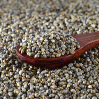 Industrial pearl millet bulk supply premium grade grains fast delivery
