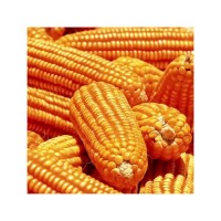 Premium grade yellow corn ready for export trade and global buyers