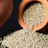 Large volume pearl millet wholesale bulk supply high grade grains