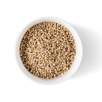 Sorghum grains wholesale bulk supply for breweries and food industry