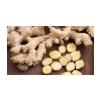 Factory price fresh ginger wholesale premium grade ginger bulk shipment ready