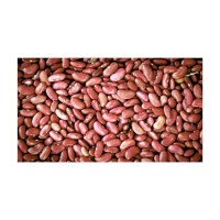 Bulk export red kidney bean wholesale natural pulses large volume supply