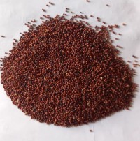 Bulk supply finger millet premium quality ragi wholesale export ready packaging