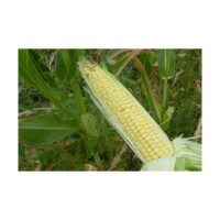 Wholesale yellow corn stocked for continuous bulk procurement and resale