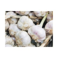 Cheap Wholesale Top Quality Fresh Peeled Garlic In Bulk
