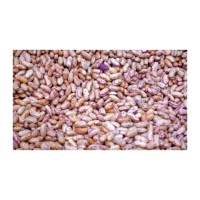 Sugar beans packed in bulk bags for global delivery