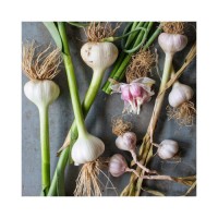 Wholesale Price pure white garlic for Bulk Stock Available