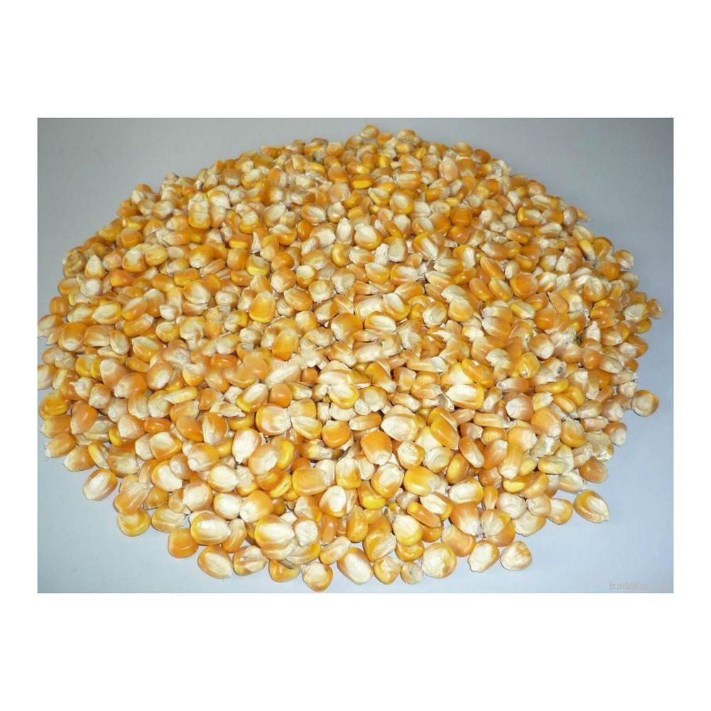 Clean sorted yellow corn supplied in bulk for animal feed and food industries