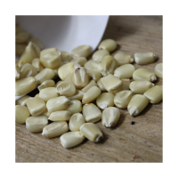 White corn available for bulk export worldwide