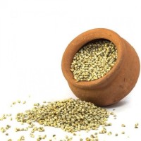 Carefully selected pearl millet wholesale bulk sale natural bajra shipment