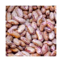 Dried sugar beans available for bulk export to food industry