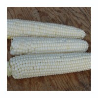 Top Quality Non GMO Dry Yellow Corn / dry white corn for human and animal consumption at wholesale price