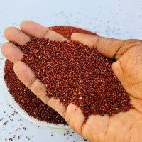 Natural finger millet wholesale bulk order clean ragi grains reliable shipment