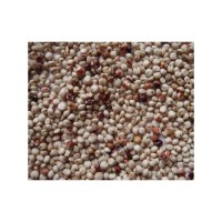 Sorghum grains wholesale bulk stock for human consumption and animal feed