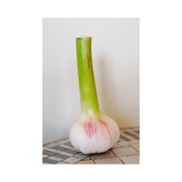 Wholesale Supplier Fresh Peeled Garlic For Sale In Reasonable Price