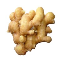 High grade fresh ginger available for sale ideal for culinary and health product use