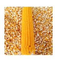 Yellow corn maintained for high quality bulk transactions and steady supply chain