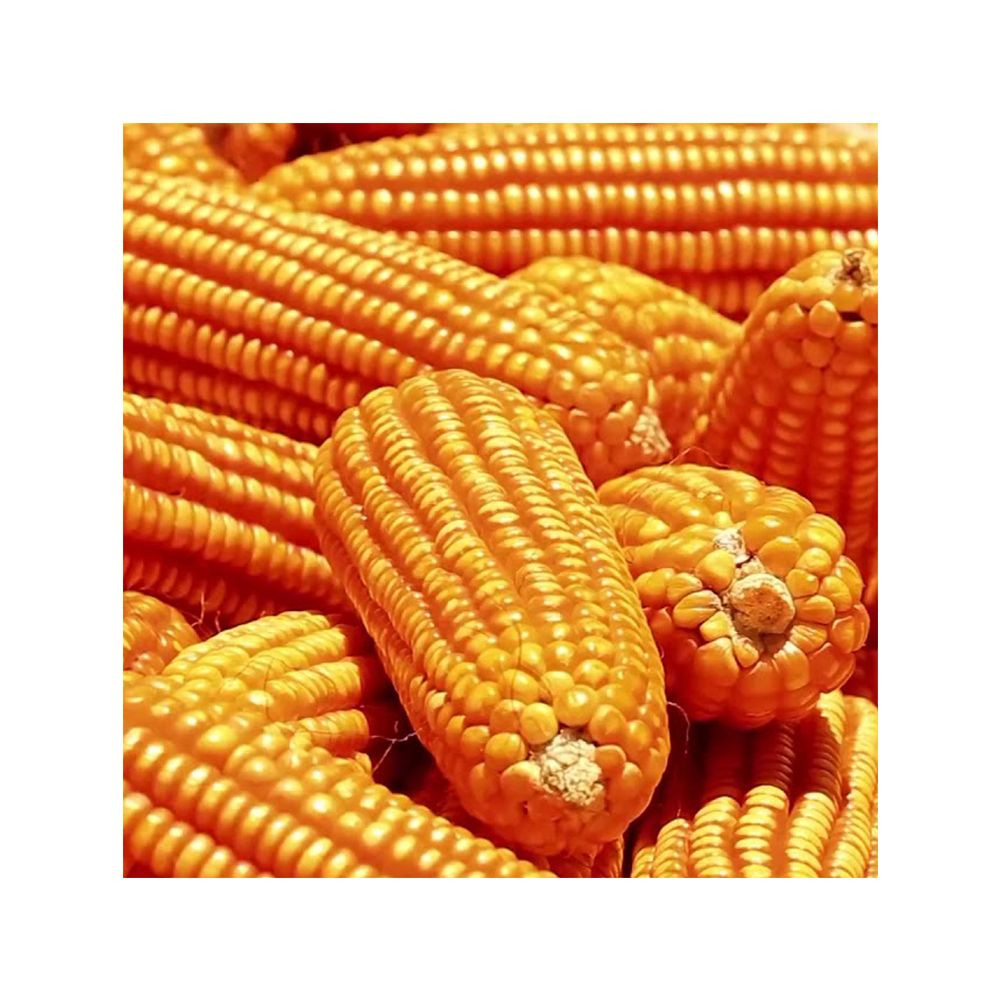 Wholesale yellow corn stocked for continuous bulk procurement and resale