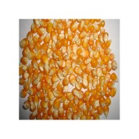 Yellow corn accessible for volume buyers seeking premium quality and consistent stock