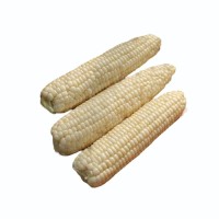 Buy dry white corn for Human Consumption and Animal Feed