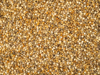 Organic style pearl millet bulk order premium grains reliable supply