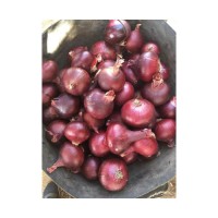 dry red onion high quality whole price from coded farms with best price