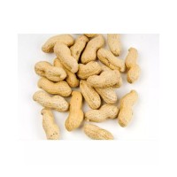 Premium Peanuts bulk supply wholesale cheap price nutritious nuts