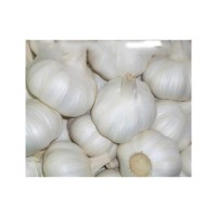 Wholesale Garlic Price - new crop hot sales