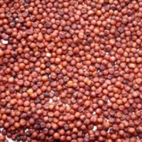 Carefully selected finger millet wholesale bulk sale natural millet shipment