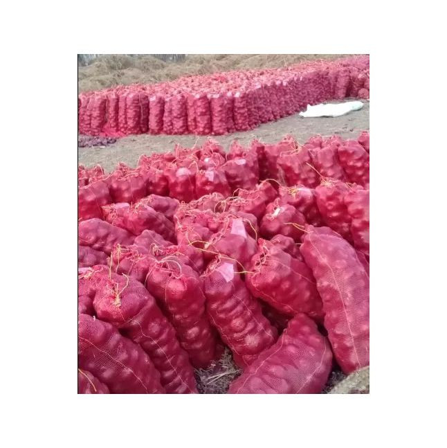 Fresh Red Onion Lowest Price
