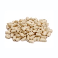 High quality white corn bulk supply premium maize grains export grade wholesale
